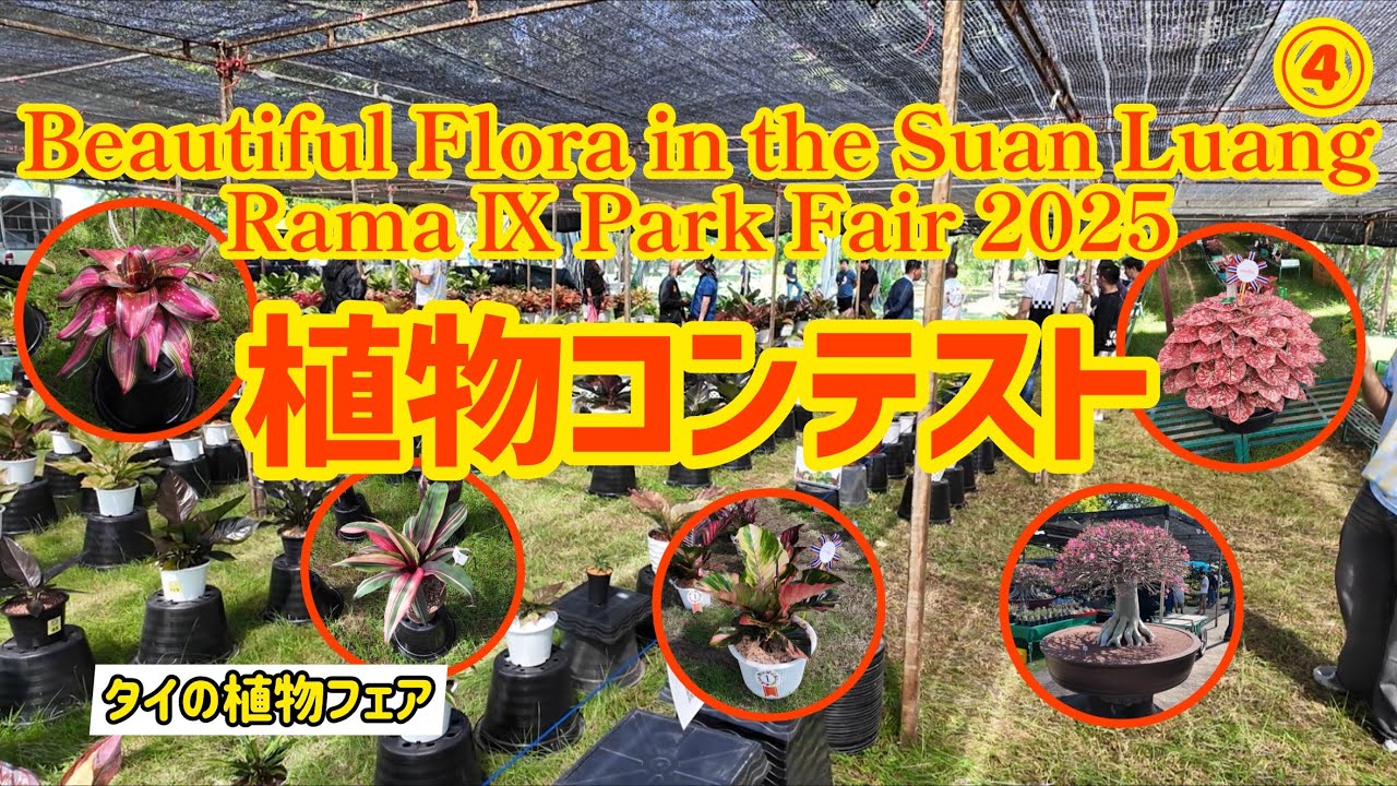 【タイの植物フェア】⑷Rama9公園、大植物フェア 2025／Beautiful Flora in the Suan Luang Rama Ⅸ Park Fair 2025 植物コンテスト編