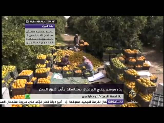 بدء موسم جني البرتقال بمحافظة مأرب شرق اليمن