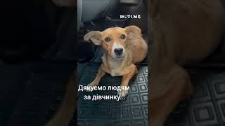 Врятував собаку і привіз в безпечне місце. I rescued the dog and brought it to a safe place #shorts