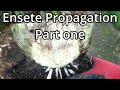 Propagating ensete ventricosum maurelii part 1 with time lapse