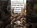 #fyp #ayam rass #modalawalternakpuyuhpetelur500ekor