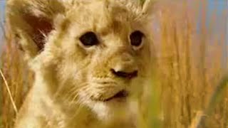 Lion Sperm Bank? | Lion: Out of Africa | BBC Studios