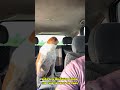 GOLDZERA Cachorro no Role de carro #funny #viral #viralvideo #shortvideo #shorts #dogs #viralvideo