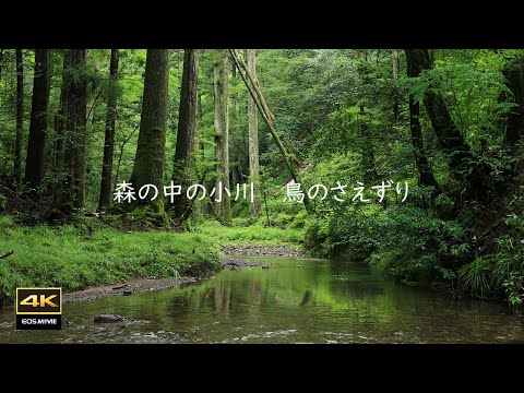 4K  自然風景＋ASMR  森の中を流れる小川の音   復活版  revival edition
