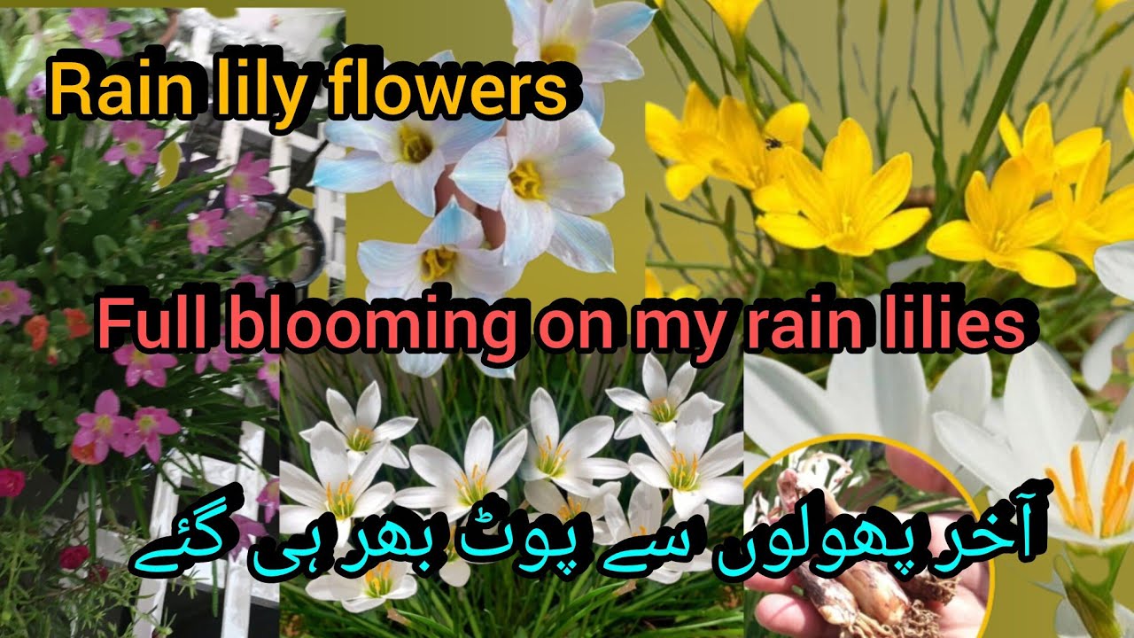 Full blooming on my rain lilies/zephyr lily varieties and bulbs//Bloom with SI 