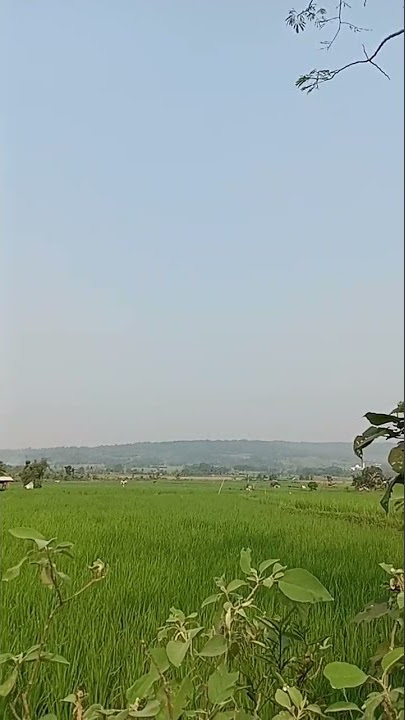 hariring kuring #shorts