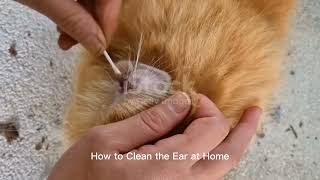 Does Your Cat Have Ear Mites? (How to Tell & Best Remedies)