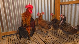 Australorp Rooster Crowing | Real Red Jungle Fowl Chicken | Rooster Crowing Sounds Effect screenshot 4