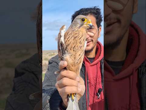 صيد صقر الشرياص أو العوسق