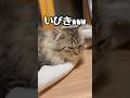 【貴重】猫のいびき