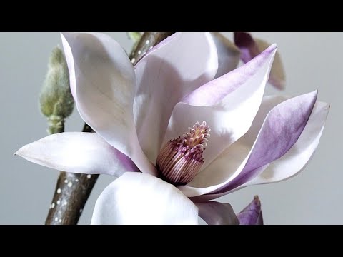 Video: Magnolija Bijela (biljka) - Korisna Svojstva I Primjena Magnolije, Cvijeća I Sjemenki Magnolije