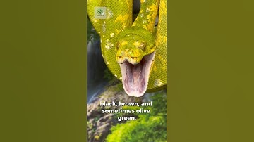 Reticulated Python 🐍"Nature