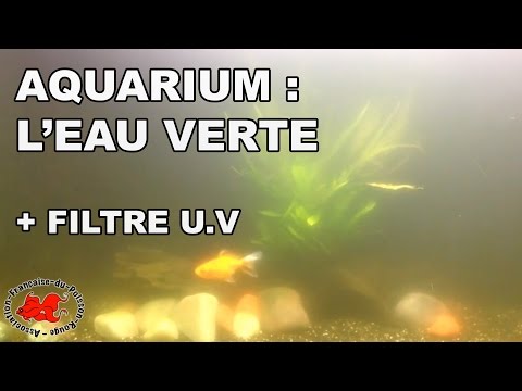 Vidéo: Que Faire Si L'eau De L'aquarium Devient Verte