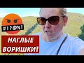 ИСПАНИЯ. VLOG: ЗАДЕРЖАЛИ БАНДУ ВОРИШЕК В ЮЖНОМ АЭРОПРОТУ ТЕНЕРИФЕ! 15.12.2023