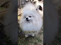 【ハプニング】突然白いポメラニアンがお花食べはじめた件 #shorts