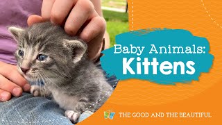 Baby Animals | Kittens | The Good and the Beautiful