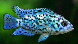 Cichlids, Oscars And More At That Fish Place Kolkata