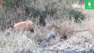 Leopard vs. Python: Intense Battle#genaral Wealth