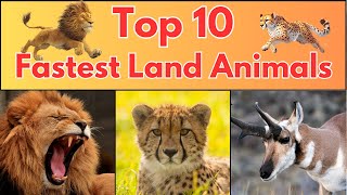 Top 10 Fastest Land Animals | Fun Animal Facts for Kids