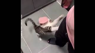 CAT SLAP