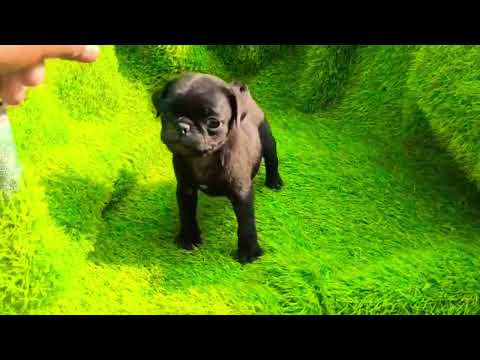 Pug Z Breed Black Puppy (Male) Available For Sale #HappyKennel 08750568063 Delhi Dog Market #Gurgaon