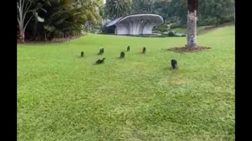 Seven Otters Running Fast towards fish Ponds to catch Fish for their breakfast