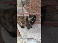 Внучка и кошки😻