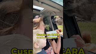 Ela não esperava por isso! 🦙😂 #shorts #animais #engraçado #funny
