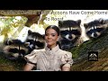 Candace owens the raccoons have come home to roost