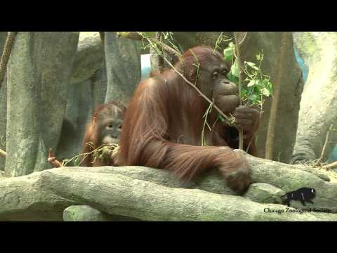 Video: Panduan Ke Kebun Binatang Brookfield Chicagoland