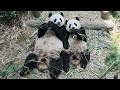 20230426 Giant Panda Le Le 叻叻 &amp; Jia Jia 嘉嘉 lunch together @River Wonders Singapore 新加坡河川生态园