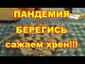 Посадка хрена осенью,черенками