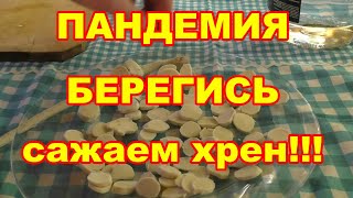 видео: Посадка хрена осенью,черенками картинка: Посадка хрена осенью,черенками