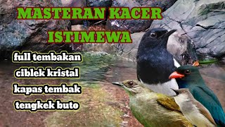 Download Lagu masteran kacer istimewa full isian tembakan kasar 10 menit ganti materi MP3