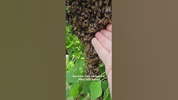 ☯️ INSIDE A SWARM OF BEES #honeybee
