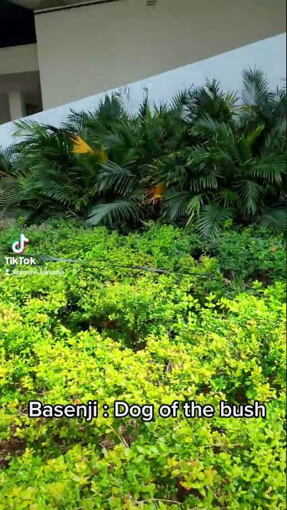 Basenji : Dog of the bush #yoshibasenji #basenji #basenjidog