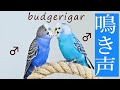 セキセイインコの鳴き声 鳥のさえずり 音量大 ロスト 迷子鳥 作業用 鳴き声 アピール 呼び鳴き budgerigar birds chirping bird call ♂