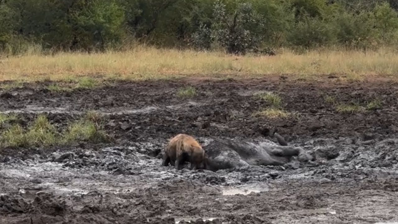 Hyena Eating alive a Buffalo Stuck in the Mud | Kruger | 31 March 2025