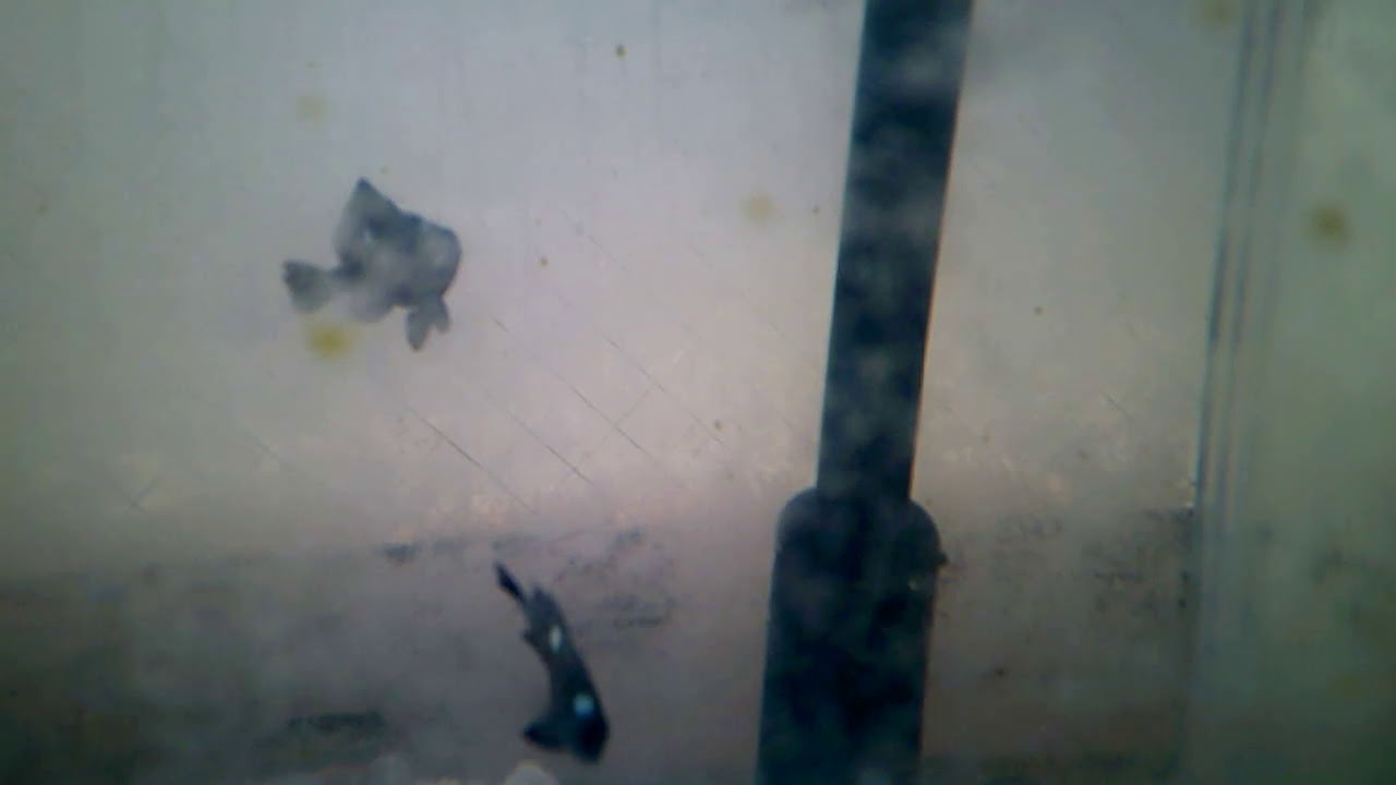 ２０１９年 ミツボシクロスズメダイ １ Youtube