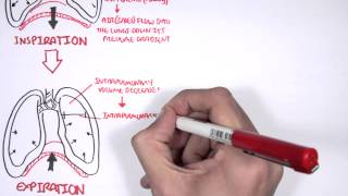 Mechanism of Breathing