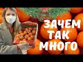 ЗАЧЕМ ТАК МНОГО?! | День 23