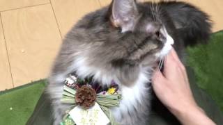 新年の挨拶をする猫 ノルウェージャンフォレストキャットNew Year's greetings.Norwegian Forest Cat.