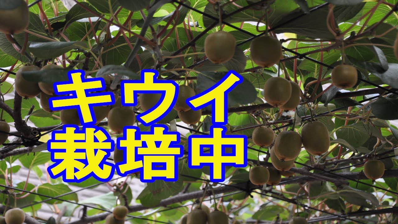 自作キウイ棚 豊作の予感 Youtube