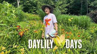 Daylily Days [Stuck in Vermont 772]