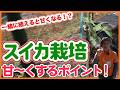 【スイカ栽培】甘く育てる重要ポイント！おすすめの混植も紹介【シェア畑】【農園ライフ】