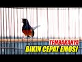 MURAI BATU BONGKAR TEMBAKAN ISIAN CILILIN 🔥EFEKTIF BUAT PANCINGAN MURAI BATU MUDA CEPAT EMOSI