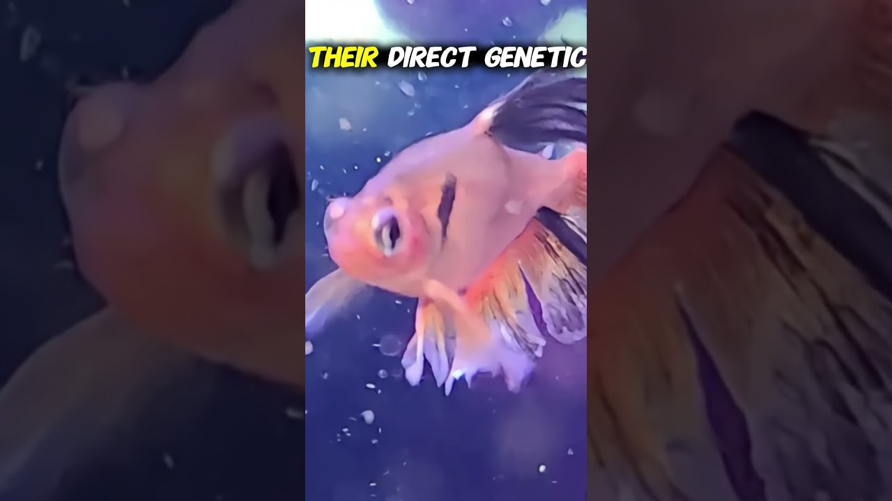 The Serpae Tetra Is Basically A Piranha