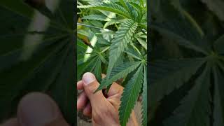 Last day of Veg time for TRANSITION!!!  6/30/2020 All GAS No breaks