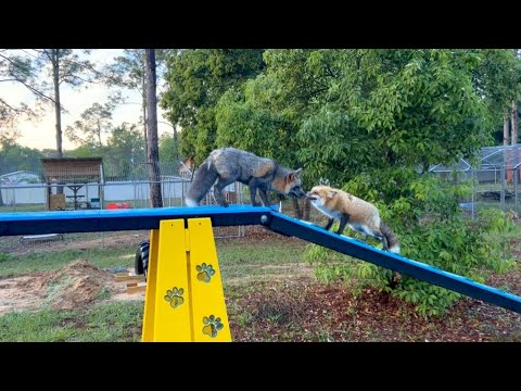 The Florida Foxes Get An Agility Course!