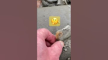 Breaking Open A Rock To See Little Fossil.👀#shorts